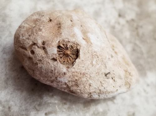 A light-colored rock with a small, circular hole revealing a star-like pattern inside.