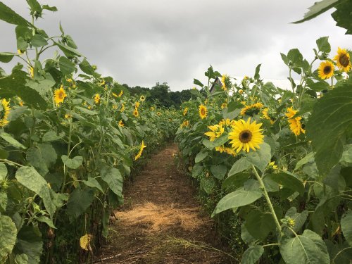 A pathway through a field of tall sunflowers under a cloudy sky.