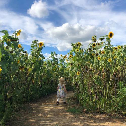 A child in a white dress walks along a path through tall sunflowers under a blue sky with fluffy clouds.