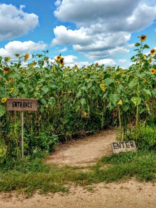 A path leads into a sunflower field, marked by signs reading "ENTRANCE" and "ENTER" under a blue sky with clouds.