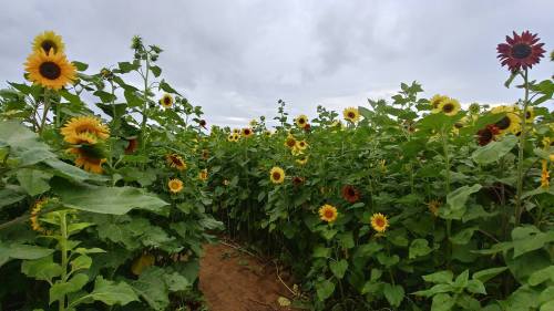 A field of vibrant sunflowers under a cloudy sky, with a path winding through the colorful blooms.