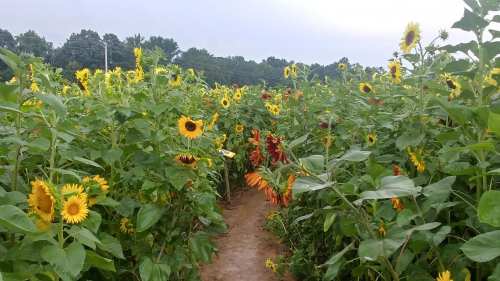 A path through a vibrant sunflower field, with tall sunflowers in various shades of yellow and red under a cloudy sky.