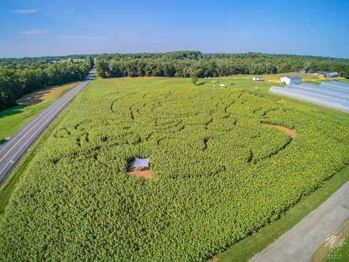 Aerial view of a corn maze shaped like a large design, surrounded by green fields and a road nearby.