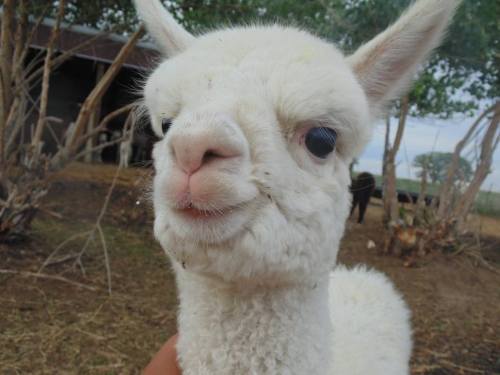 A close-up of a white alpaca with a curious expression, surrounded by trees and a farm setting.