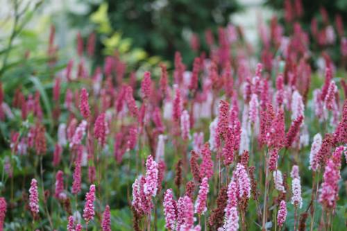 A vibrant field of pink and white flowers blooming amidst lush green foliage.