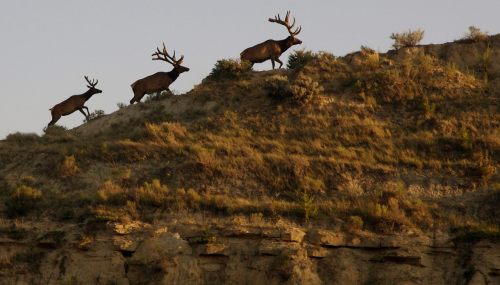 Three elk with antlers walking along a grassy hillside at sunset.