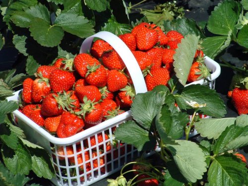 A white basket overflowing with fresh, ripe strawberries surrounded by green leaves.