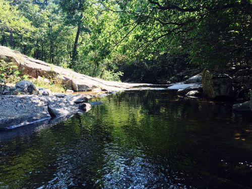 A serene river flows through a wooded area, surrounded by rocks and lush greenery under bright sunlight.