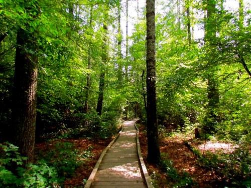 A wooden path winds through a lush, green forest filled with tall trees and vibrant foliage.