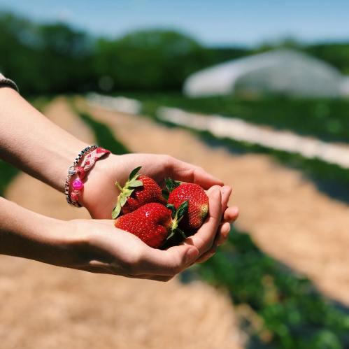 A person holds fresh strawberries in their hands, surrounded by a field of green plants and a clear blue sky.