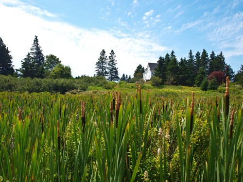 A lush green field with tall grasses and cattails, leading to a white house surrounded by trees under a blue sky.
