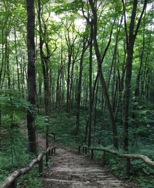 A wooden staircase leads down through a lush green forest with tall trees and dense foliage.