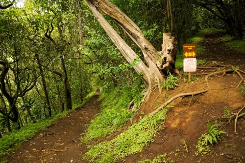 A winding dirt path through a lush green forest, with a trail sign indicating directions.