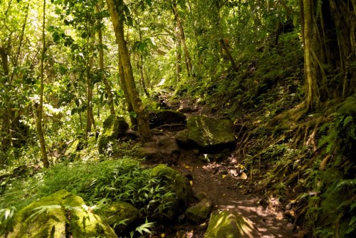 A lush, green forest path winding through dense trees and moss-covered rocks. Sunlight filters through the foliage.