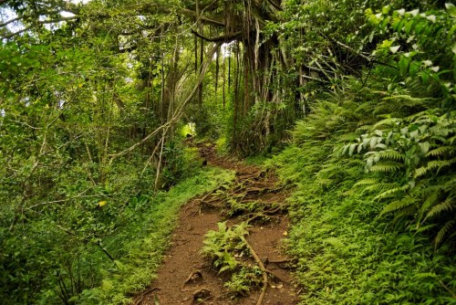 A winding dirt path through a lush green forest, surrounded by dense foliage and tree roots.
