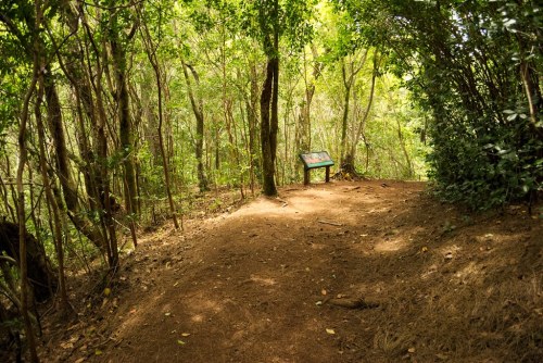 A forest path surrounded by lush greenery, with an informational signpost visible along the trail.