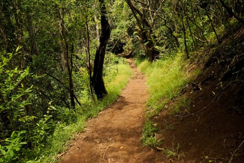 A winding dirt path through a lush, green forest with dense trees and vibrant foliage on either side.