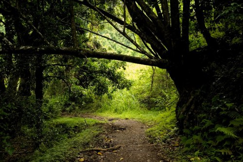 A serene forest path surrounded by lush greenery and trees, leading into a bright, open area.