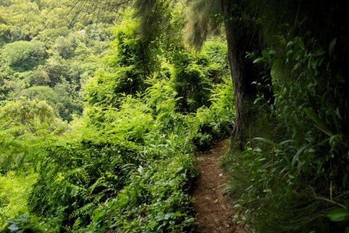 A narrow path winds through lush green foliage in a dense forest, surrounded by vibrant plants and trees.