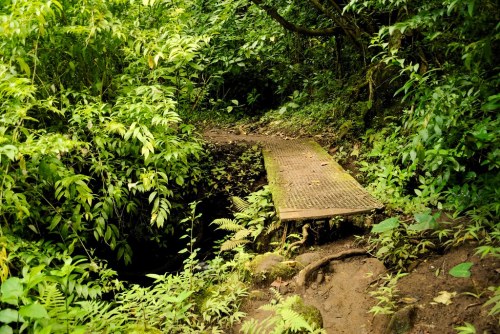 A wooden bridge over a small stream, surrounded by lush green foliage and dense vegetation.