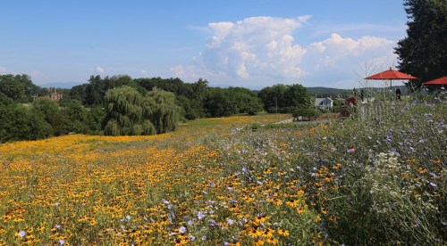 A vibrant field of wildflowers in bloom under a blue sky with fluffy clouds, surrounded by trees and distant hills.