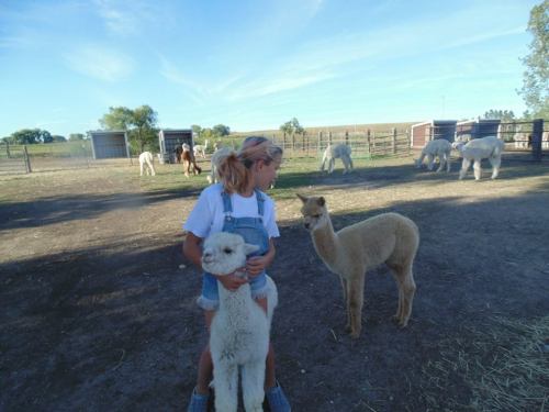 A girl in overalls holds a fluffy alpaca while another alpaca stands nearby on a farm with more alpacas in the background.