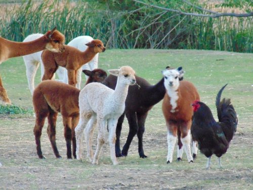 A group of alpacas and a rooster gathered in a grassy field, surrounded by trees and greenery.