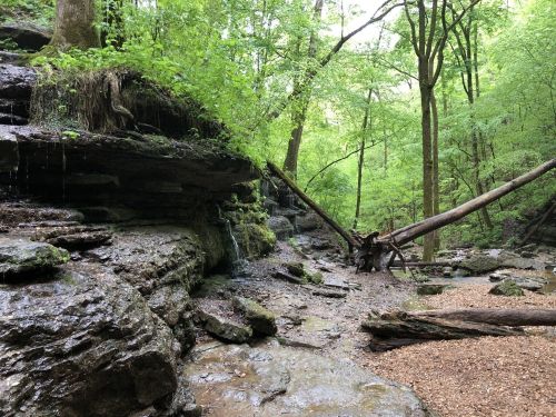 A lush green forest with rocky terrain, small waterfalls, and fallen trees creating a serene natural landscape.