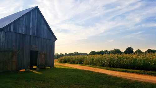 A rustic wooden barn beside a dirt path, with tall cornfields and a clear sky in the background.