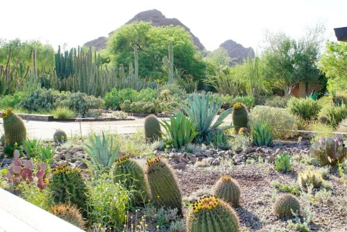 A vibrant desert garden featuring various cacti and succulents, with mountains in the background under a clear sky.