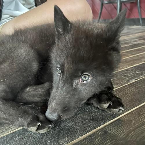 A small, fluffy black puppy with bright eyes rests on a wooden floor, looking curiously at the camera.