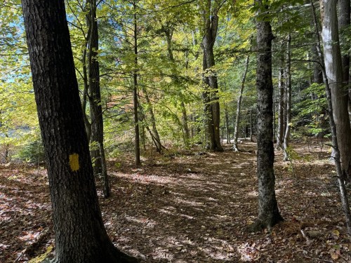 A serene forest path lined with trees, featuring autumn foliage and dappled sunlight on the ground.