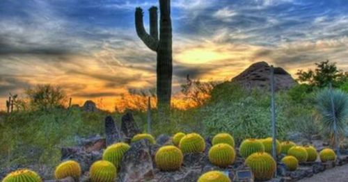 A desert landscape at sunset featuring cacti, round yellow cacti, and rocky terrain under a colorful sky.
