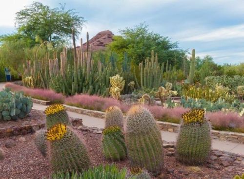 A vibrant desert garden featuring various cacti, colorful plants, and rocky formations under a cloudy sky.