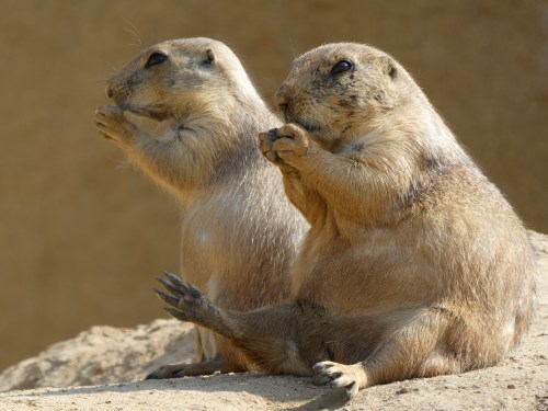 Two prairie dogs sitting on a rock, holding food and looking curiously at their surroundings.