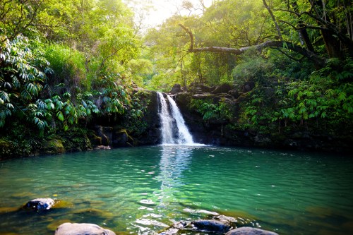 A serene waterfall cascades into a tranquil pool, surrounded by lush greenery and vibrant foliage.