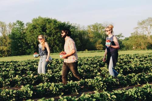 Three people walk through a strawberry field, each carrying baskets of freshly picked strawberries.