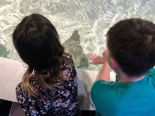 Two children reach out to touch a shark in a shallow tank, with water rippling around them.