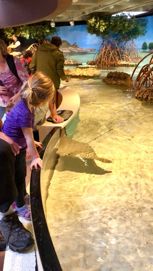 A child leans over a glass tank, observing a stingray swimming in shallow water at an aquarium.