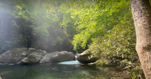 A serene forest scene featuring a clear stream flowing between large rocks, surrounded by lush green trees.