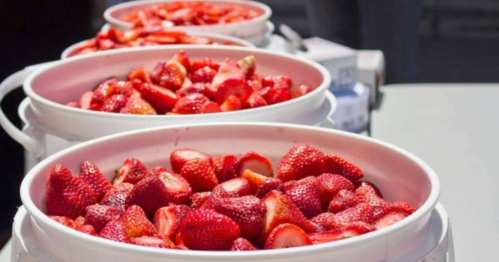 Three white buckets filled with fresh, sliced strawberries on a table.