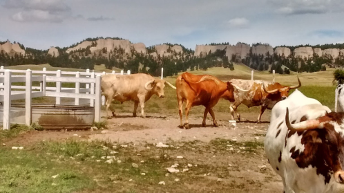 A group of cows grazing in a pasture with rocky hills in the background under a partly cloudy sky.