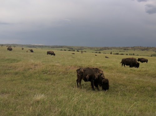 A herd of bison grazes on a grassy field under a cloudy sky.