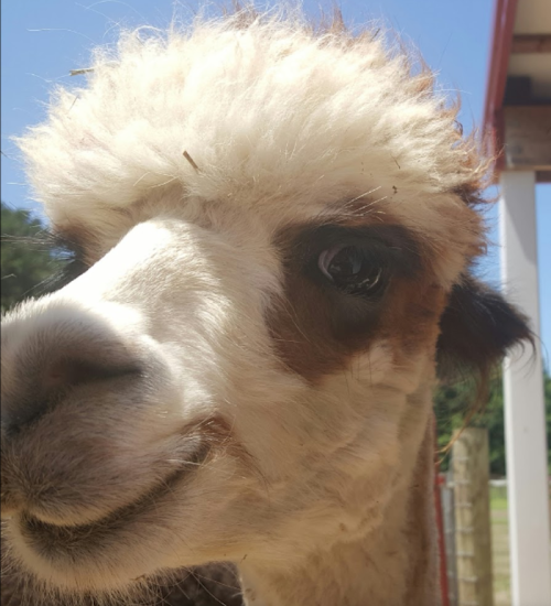 alt