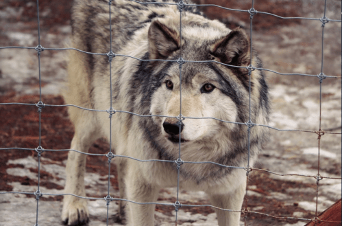 A gray wolf stands behind a wire fence, with a snowy ground and trees in the background.