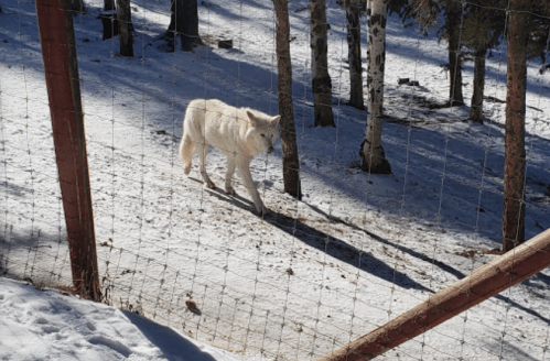 A white wolf walks through a snowy landscape, surrounded by trees and a fence.