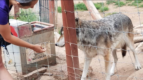 A person reaches out to a wolf through a fence in a natural setting.