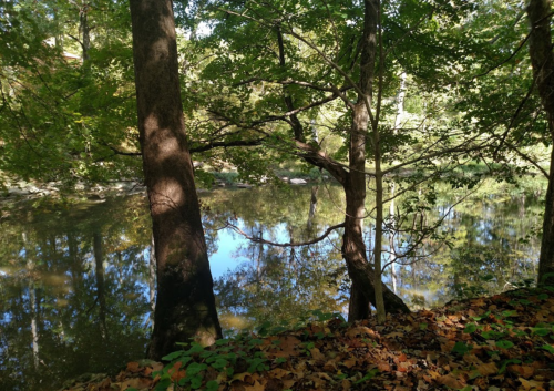 A serene forest scene with trees reflecting in a calm pond surrounded by lush greenery.