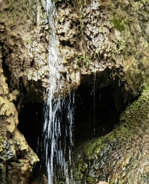 A close-up of a rocky surface with water cascading down, surrounded by green moss and grass.