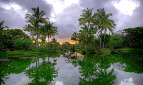 A serene landscape featuring palm trees and a calm pond reflecting the colorful sky at sunset.